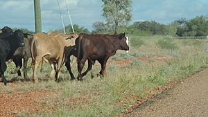Cattle crossing the Thomson Developmental Road, north of Windorah, 2019 02