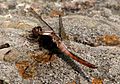 Chalk-fronted Corporal, female juvenile, side-view, Magnetawan River