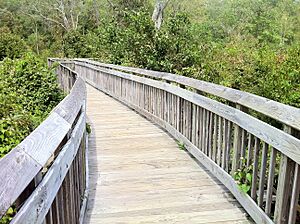 Chatfield Hollow State Park - "Paul F. Wildermann Boardwalk".