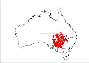 Chestnut-crowned Babbler distribution map
