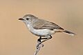 Chestnut-rumped Thornbill1
