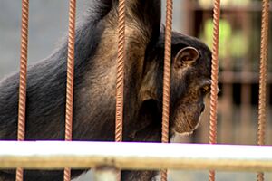 Chimpanzee in the zoo.jpg