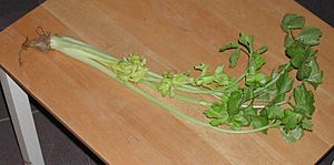 Chinese celery.jpg