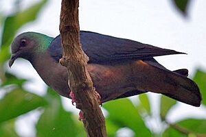 Columba malherbii 2