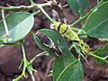 Common mormon (Papilio Polyetes) catapillars