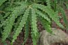 Comptonia-peregrina-foliage