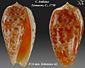Conus bullatus 2