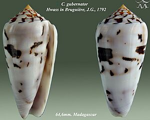 Conus gubernator 2