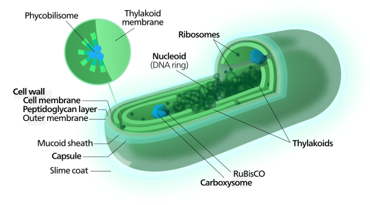 Cyanobacterium-inline