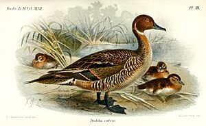 DafilaKeulemans