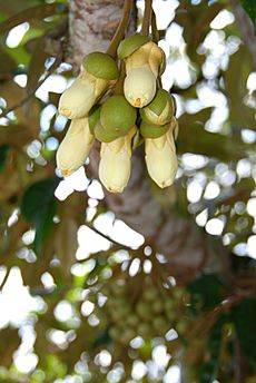 Durian flower