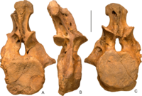 Dzharatitanis Holotype Vertebra.png