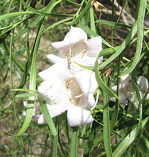 Eremophila bignoniiflora.jpg