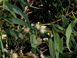 Eucalyptus aromaphloia flowers