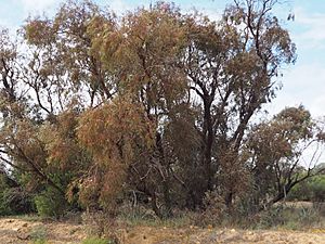 Eucalyptus crucis habit.jpg