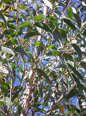 Eucalyptus dendromorpha leaves