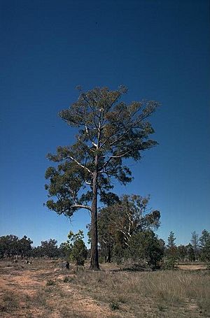 Eucalyptus mckieana.jpg