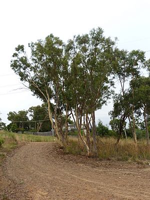 Eucalyptus rossii 1.jpg