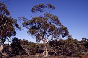 Eucalyptus yilgarnensis.jpg
