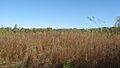 Fields at the Riverton Site