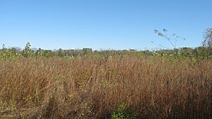 Fields at the Riverton Site