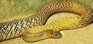 FierceSnakeOlive