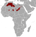 Gazella leptoceros