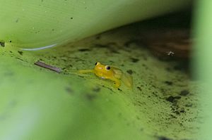 Golden tree frog - Near Kaieteur Falls, Guyana (23636809576)