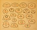Goodrich 1895 0034 Plate 44