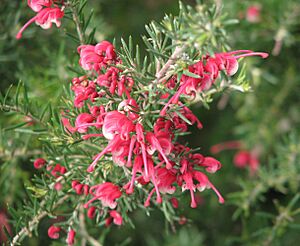 Grevillea Crosbie Morrison