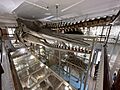 Harvard Natural History Museum 2023d