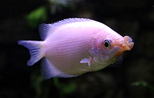 Helostoma temminckii in aquarium.jpg