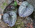 Hexastylis virginica williamsburg