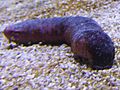 Holothuroidea (Sea cucumber feeding)