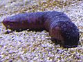 Sea cucumber Facts for Kids
