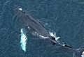Humpback Whale, blowholes