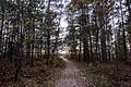 Huron National Forest Overlook
