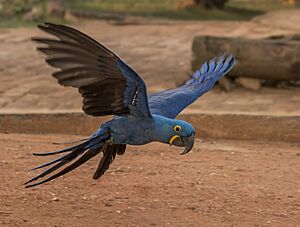 Hyacinth macaw (Anodorhynchus hyacinthinus) in flight.JPG