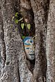 Ingrown oval sculpture of human head in a tree trunk in Laos (1)