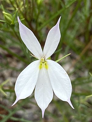 Isotoma anethifolia flower.jpg