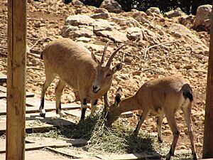 Jerusalem Zoo Nubian ibex
