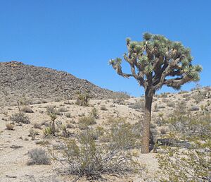 JoshuaTree 20150911