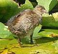 Juvenile Spot-flanked Gallinule