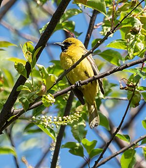 Juvenile orchard oriole in GWC (12190)