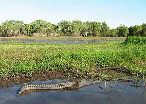 Kakadu YellowWaters Croc