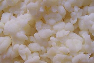 Lactobacillus bulgaricus