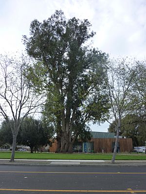 Large Eucalyptus Globulus