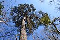 Large Pinus glabra