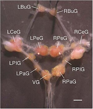 Lymnaea stagnalis central ring ganglia