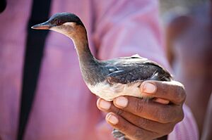 Madagascar Grebe.jpg